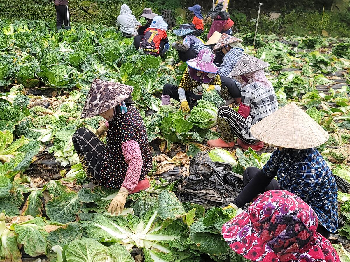 겨울 배추밭에서 수확과 선별을 함께 하는 작업자들
