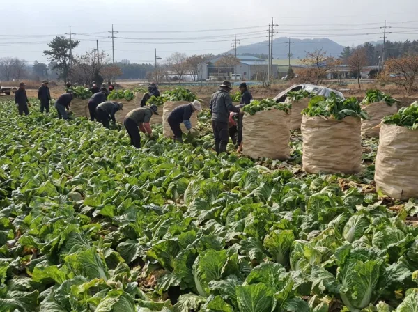 전남 해남 겨울배추 수확 현장